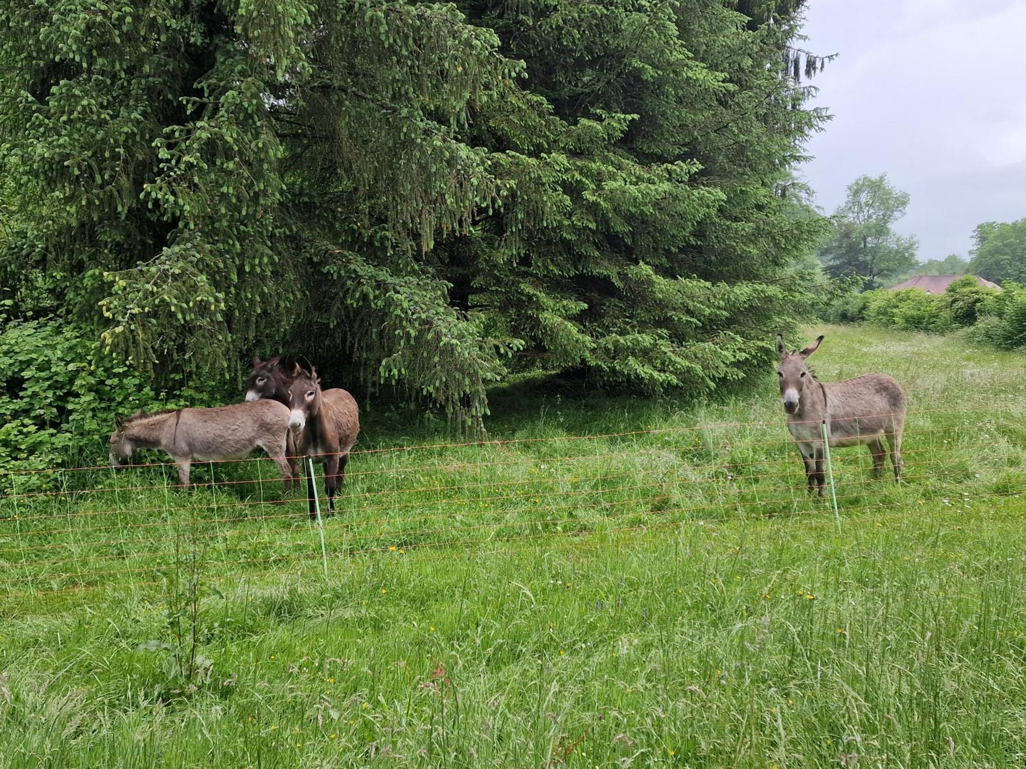 Maison Du Bonheur Gan Bilik gambar